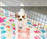 Image preview for Ad Listing. Nickname: Hank
