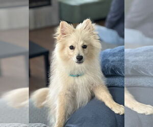 Mutt Dogs for adoption in Polson, MT, USA