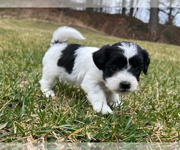 Medium Photo #2 Zuchon Puppy For Sale in WELLS, ME, USA