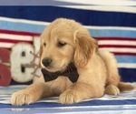 Small Photo #2 Golden Retriever Puppy For Sale in LANCASTER, PA, USA