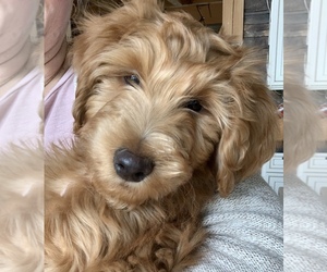 Goldendoodle Puppy for sale in CHESAPEAKE, OH, USA