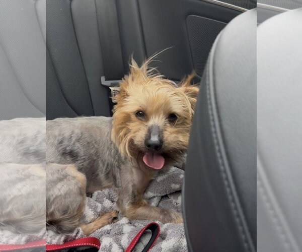Medium Photo #2 Mutt Puppy For Sale in Allentown,, PA, USA