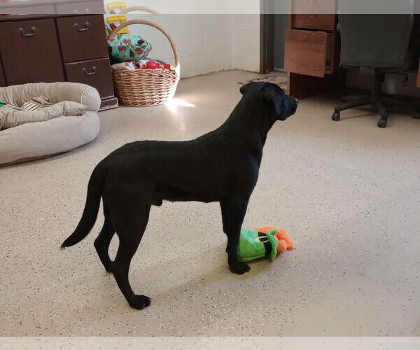 Medium Photo #6 Labrador Retriever-Unknown Mix Puppy For Sale in York, SC, USA