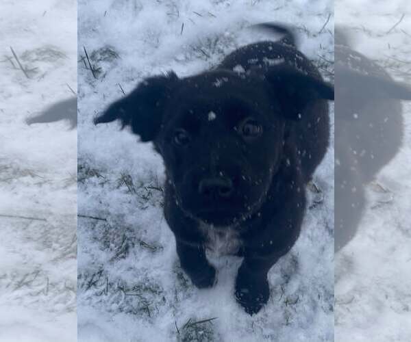 Medium Photo #3 German Shepherd Dog-Unknown Mix Puppy For Sale in Stephens City, VA, USA