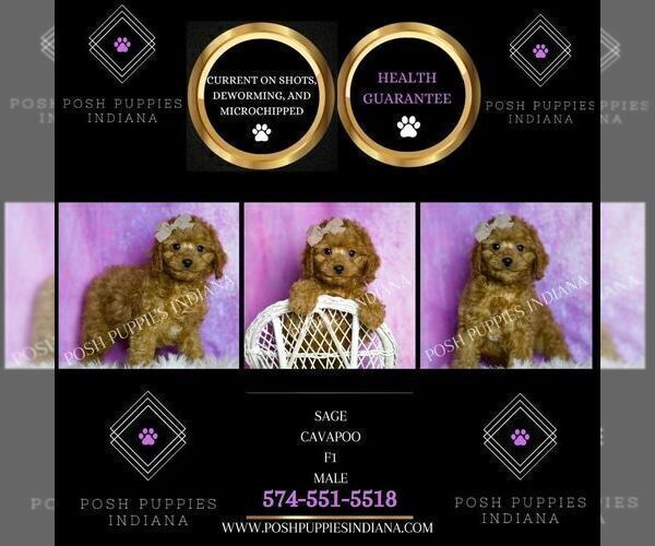Medium Photo #4 Cavapoo (Miniature) Puppy For Sale in WARSAW, IN, USA
