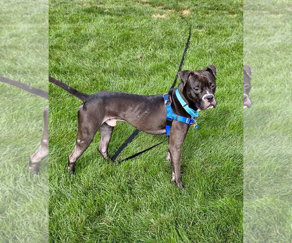 Medium Photo #4 Boxer Puppy For Sale in Dumont, NJ, USA