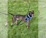 Small Photo #4 Boxer Puppy For Sale in Dumont, NJ, USA