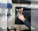 Small #6 French Bulldog