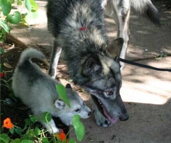 Medium Photo #14 German Shepherd Dog-Wolf Hybrid Mix Puppy For Sale in SAN DIEGO, CA, USA