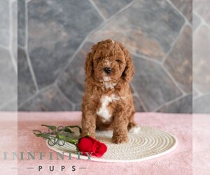 Poodle (Miniature) Puppy for sale in MILL HALL, PA, USA