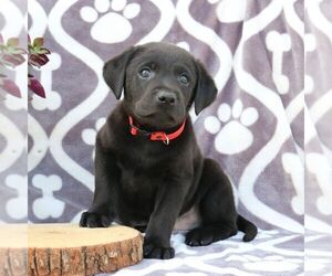 Labrador Retriever Puppy for sale in GORDONVILLE, PA, USA