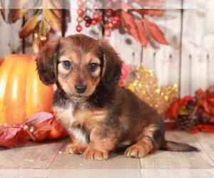 Dachshund Puppy for sale in MOUNT VERNON, OH, USA