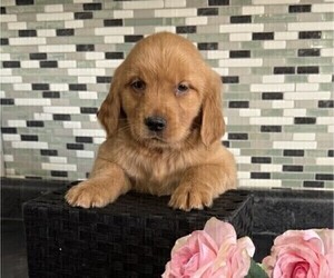 Golden Retriever Puppy for sale in THORP, WI, USA