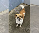 Small #3 Jack Russell Terrier