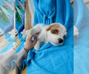 Goldendoodle Puppy for sale in MERRITT ISLAND, FL, USA