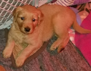 View Ad Golden Retriever Litter Of Puppies For Sale Near Illinois Geneseo Usa Adn 105827