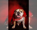 Small Photo #8 Bulldog Puppy For Sale in Lake Forest, CA, USA