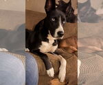 Small Collie Mix