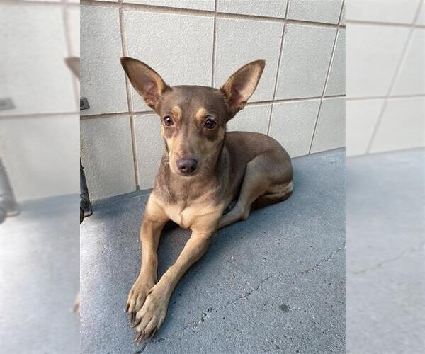 Medium Photo #1 Miniature Pinscher Puppy For Sale in Corpus Christi, TX, USA