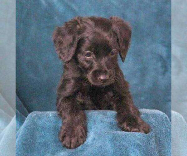 Medium Photo #2 Poodle (Miniature)-YorkiePoo Mix Puppy For Sale in DANVILLE, PA, USA