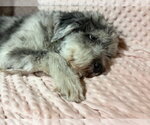 Small #2 Australian Shepherd-Lhasa Apso Mix