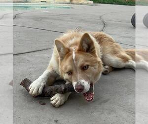 Siberian Husky Dogs for adoption in Stockton, CA, USA