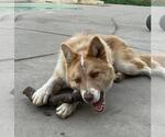 Small Siberian Husky