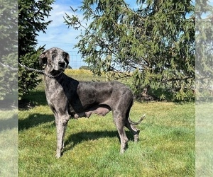 Mother of the Great Dane puppies born on 03/30/2025