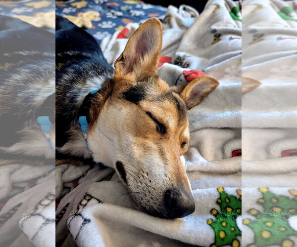 Medium Photo #3 Mutt Puppy For Sale in Omaha, NE, USA