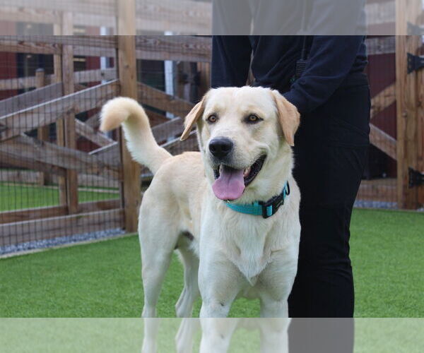 Medium Photo #1 Anatolian Shepherd-Labrador Retriever Mix Puppy For Sale in Chestertown, MD, USA