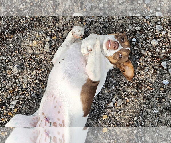 Medium Photo #8 Rat Terrier-Unknown Mix Puppy For Sale in Wakefield, RI, USA