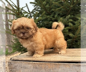 Shih Tzu Puppy for sale in MIDDLEBURY, IN, USA