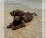 Small Labrador Retriever Mix