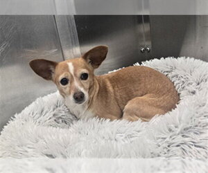 Chihuahua-Unknown Mix Dogs for adoption in Denver, CO, USA