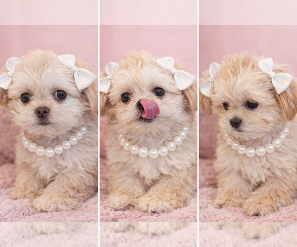 Medium Photo #1 ShiChi Puppy For Sale in MUSCLE SHOALS, AL, USA