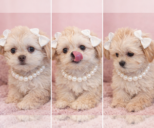 ShiChi Puppy for Sale in MUSCLE SHOALS, Alabama USA