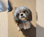 Small #2 Shih Tzu
