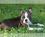 Small #7 Boston Terrier