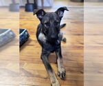 Small #5 German Shepherd Dog