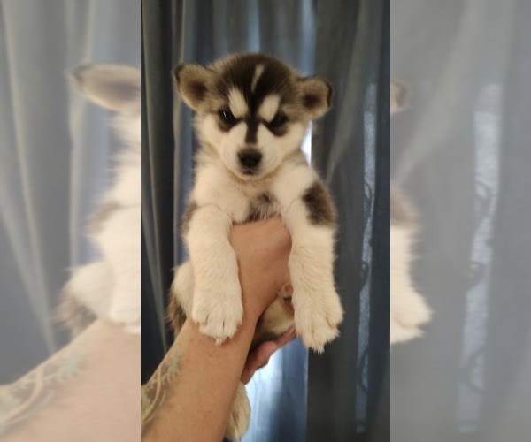 Medium Photo #2 Siberian Husky Puppy For Sale in ROSWELL, NM, USA