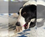 Small Photo #3 Border Collie-Unknown Mix Puppy For Sale in Wheaton, IL, USA