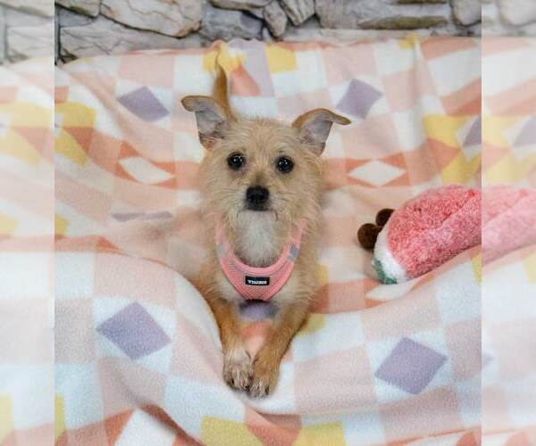 Medium Photo #6 Chihuahua-Unknown Mix Puppy For Sale in Kennesaw, GA, USA