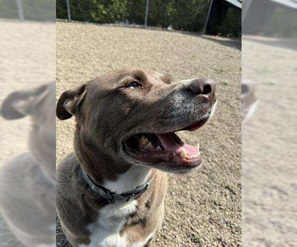 Medium Photo #1 American Pit Bull Terrier-Siberian Husky Mix Puppy For Sale in Canfield, OH, USA