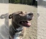 Small American Pit Bull Terrier-Siberian Husky Mix