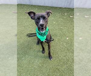 Mutt Dogs for adoption in San Martin, CA, USA