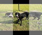 Small #3 Mutt