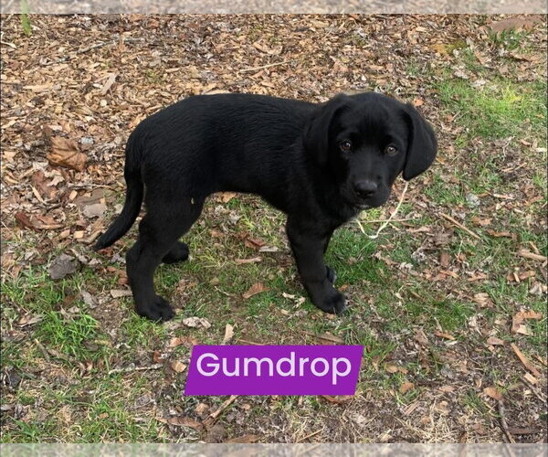 Medium Photo #4 Labrador Retriever-Unknown Mix Puppy For Sale in Alexander, AR, USA