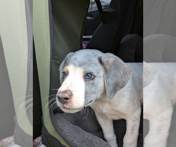 Medium Photo #2 Mutt Puppy For Sale in Garden City, NY, USA