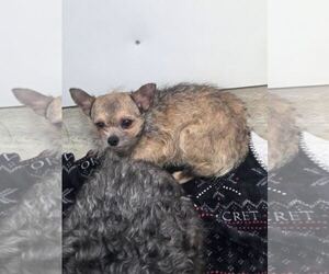 Gavin Ragnaruff - Male Mutt Dog for Adoption - Photo #2