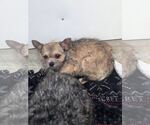 Small #1 Mutt